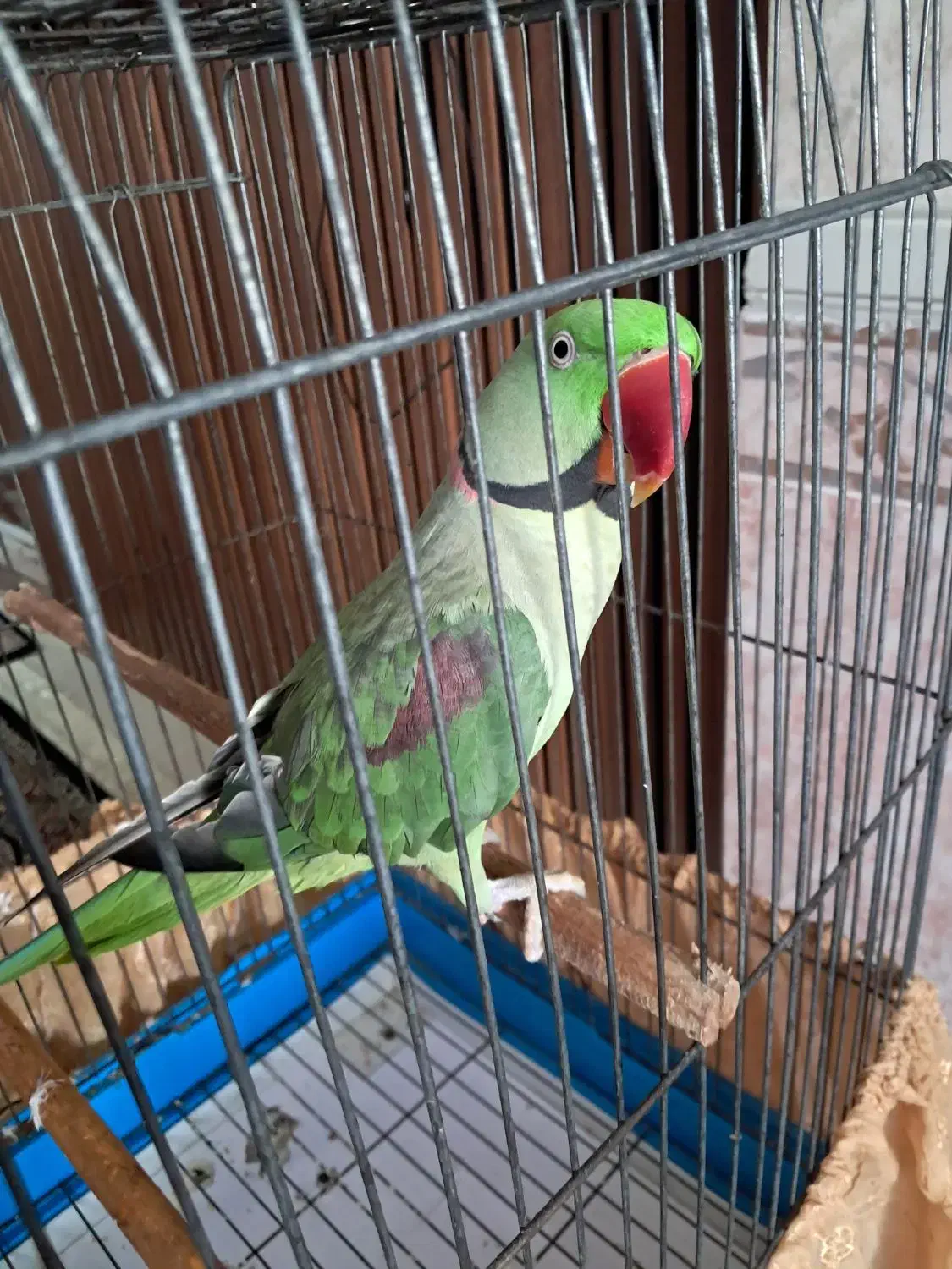 شاه طوطی فول سخنگو|پرنده|قشم, |دیوار