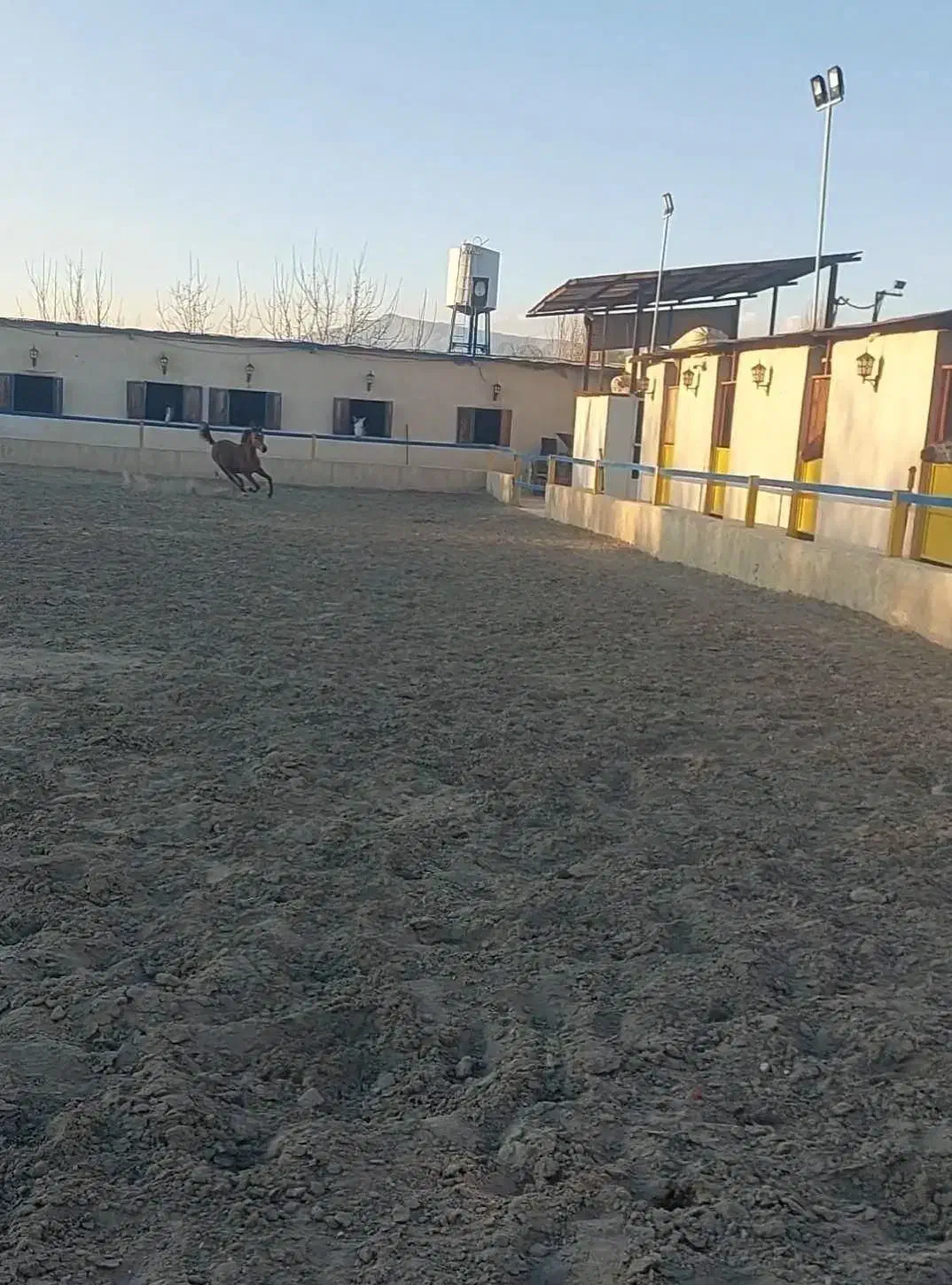 باشگاه سوارکاری اسب (پانسیون اسب و آموزش سوارکاری)|اسب و تجهیزات اسب‌سواری|تهران, سعیدآباد|دیوار