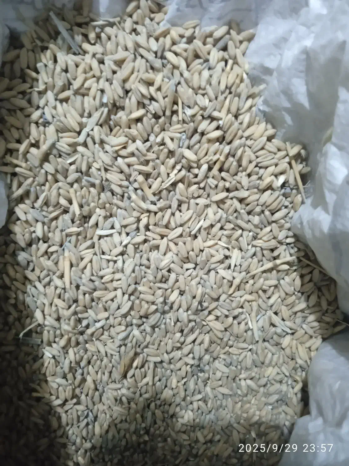 گندم دیم بذری|خوردنی و آشامیدنی|داران, |دیوار