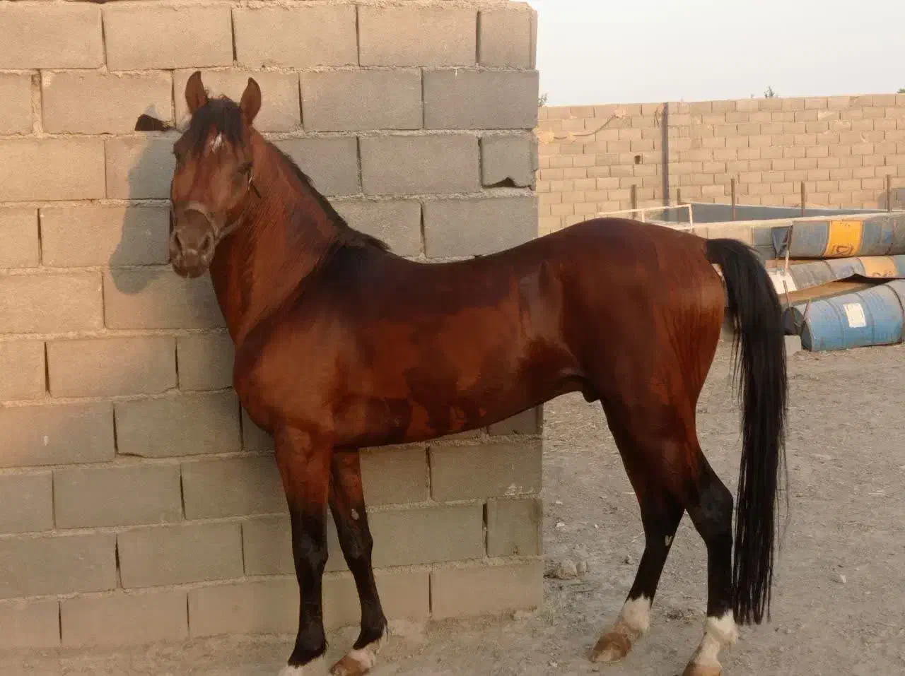 پانسیون اسب|حیوانات مزرعه|اصفهان, قهجاورستان|دیوار