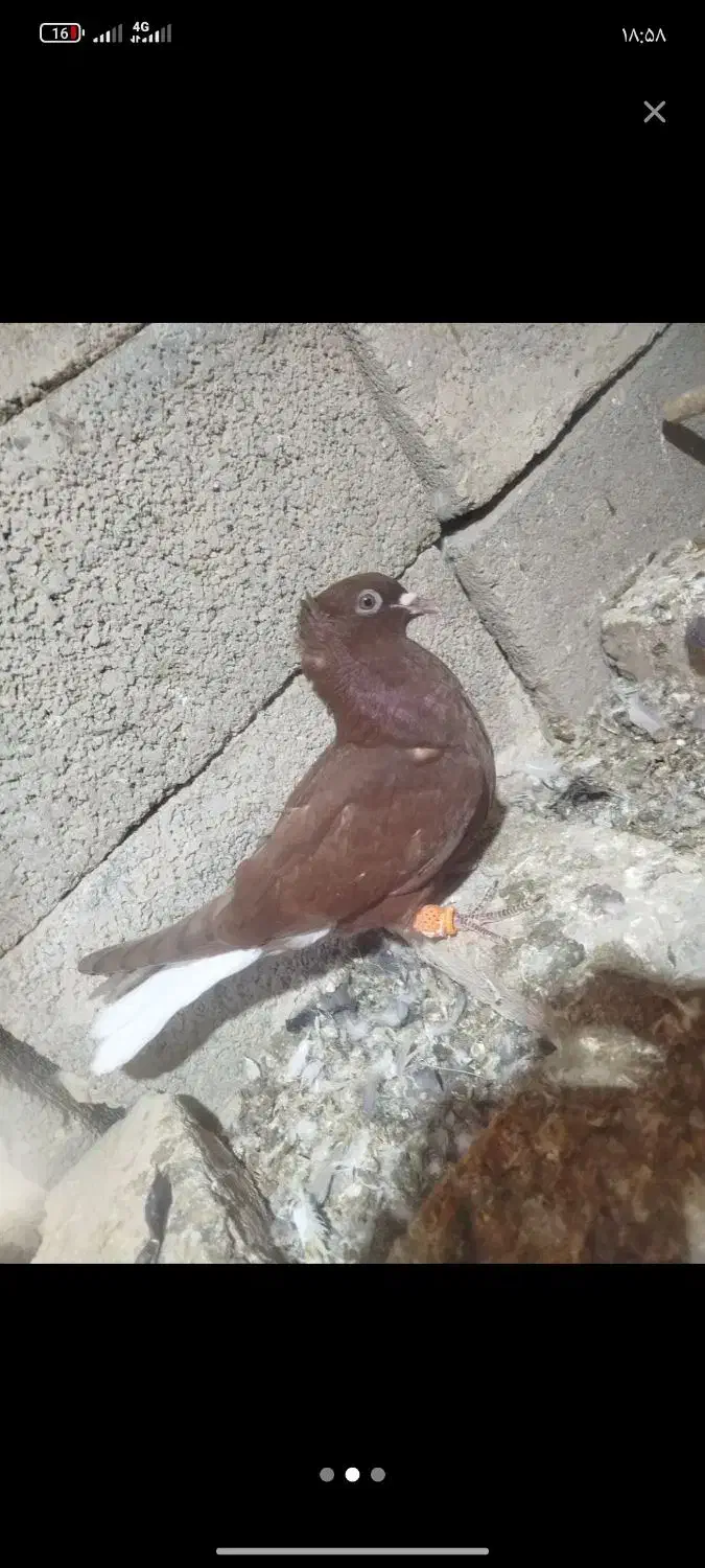 دم سفید|پرنده|بجنورد, |دیوار