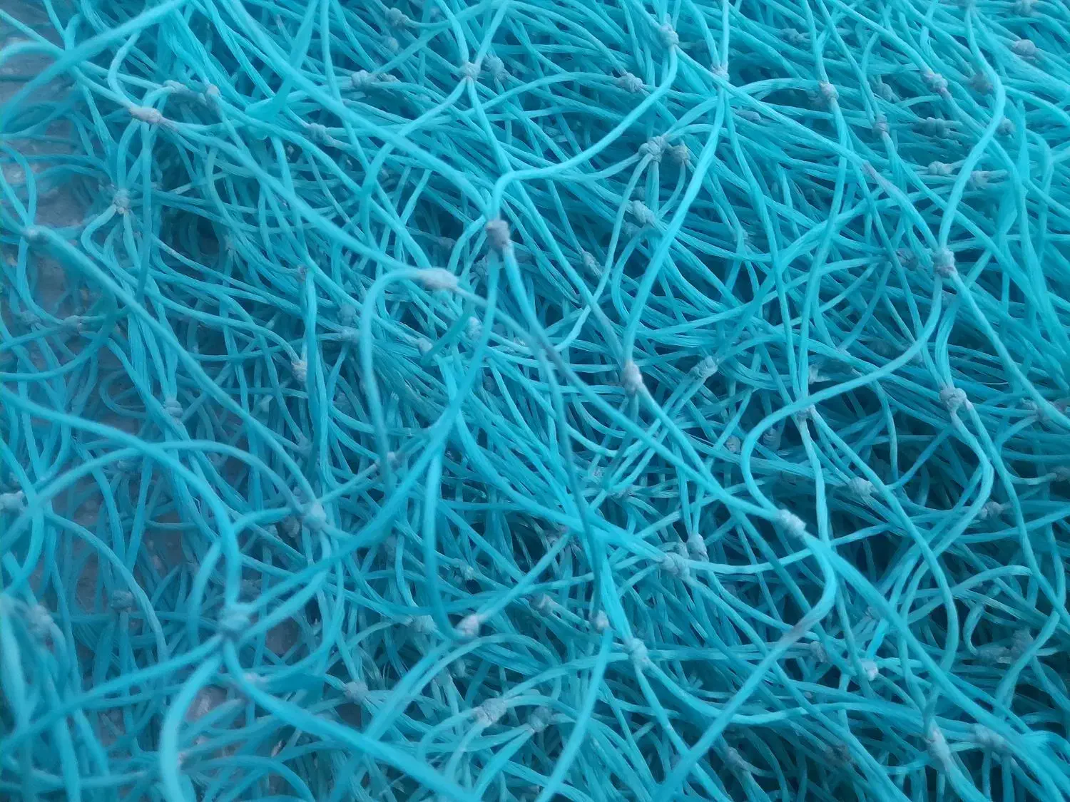 تور ماهیگیری شیر|ماهیگیری|سیراف, |دیوار