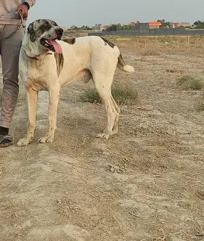 سگ گله خراسانی|سگ|مشهد, کلاته برفی|دیوار