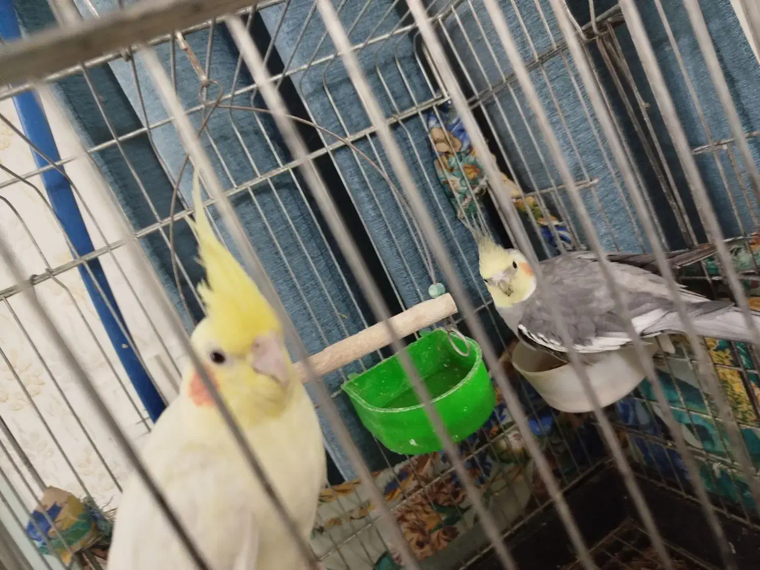 یک جفت عروس هلندی نروماده|پرنده|محمدشهر, محمدشهر|دیوار