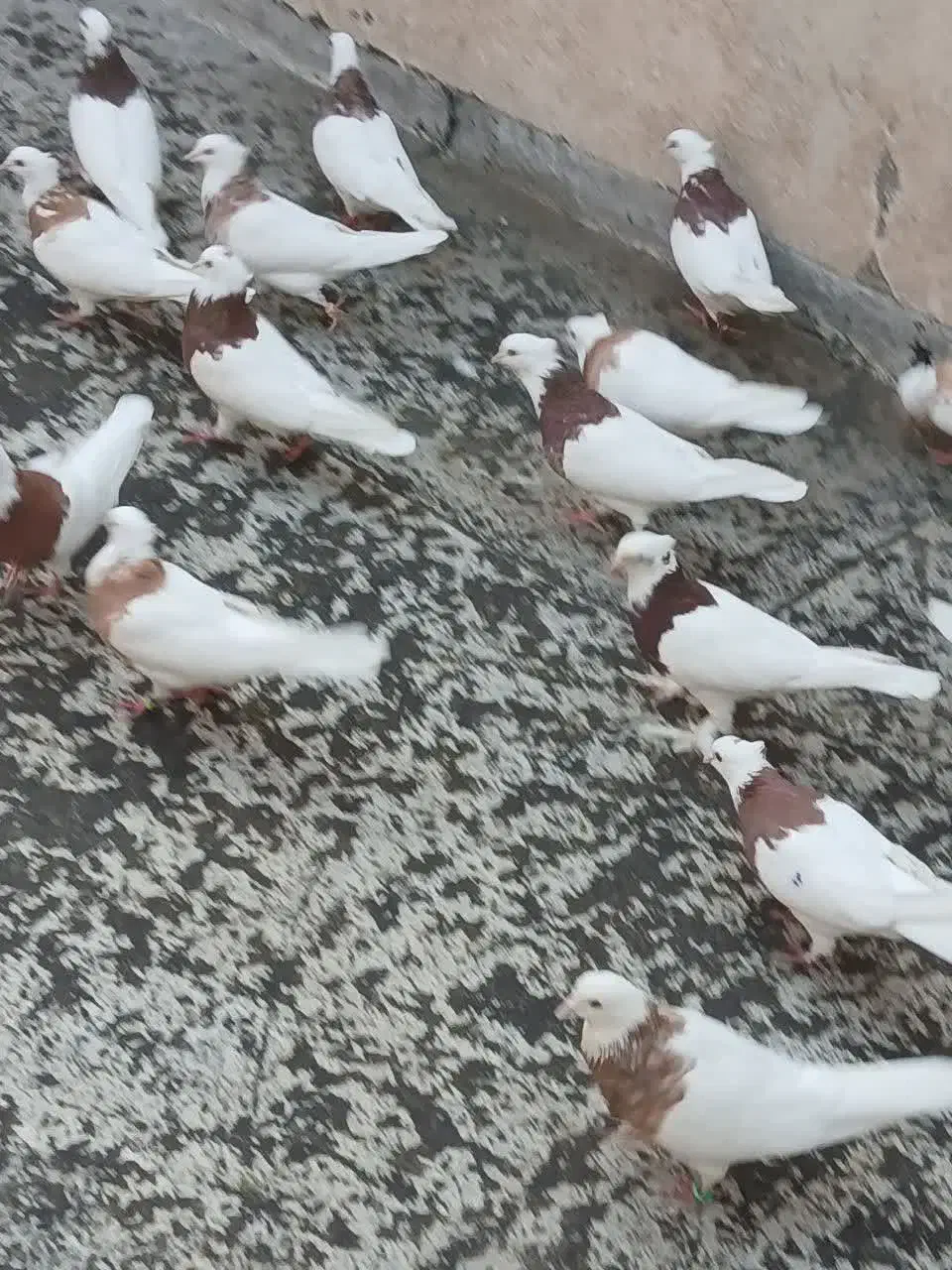 کفتر طوقی سرور سینه سیاه|پرنده|تهران, بهارستان|دیوار
