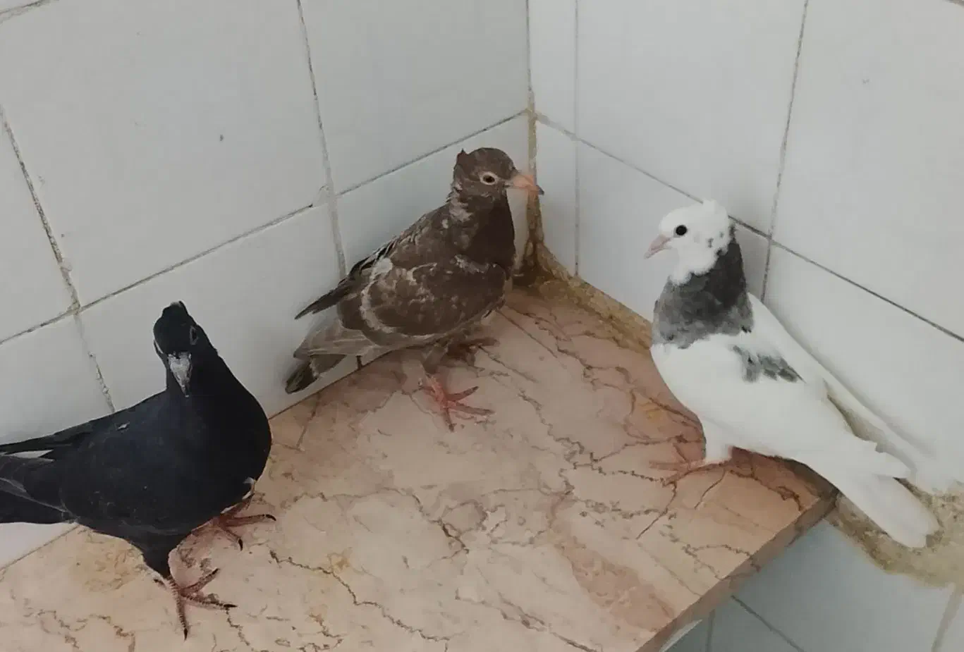 کبوتر|پرنده|ششطراز, |دیوار