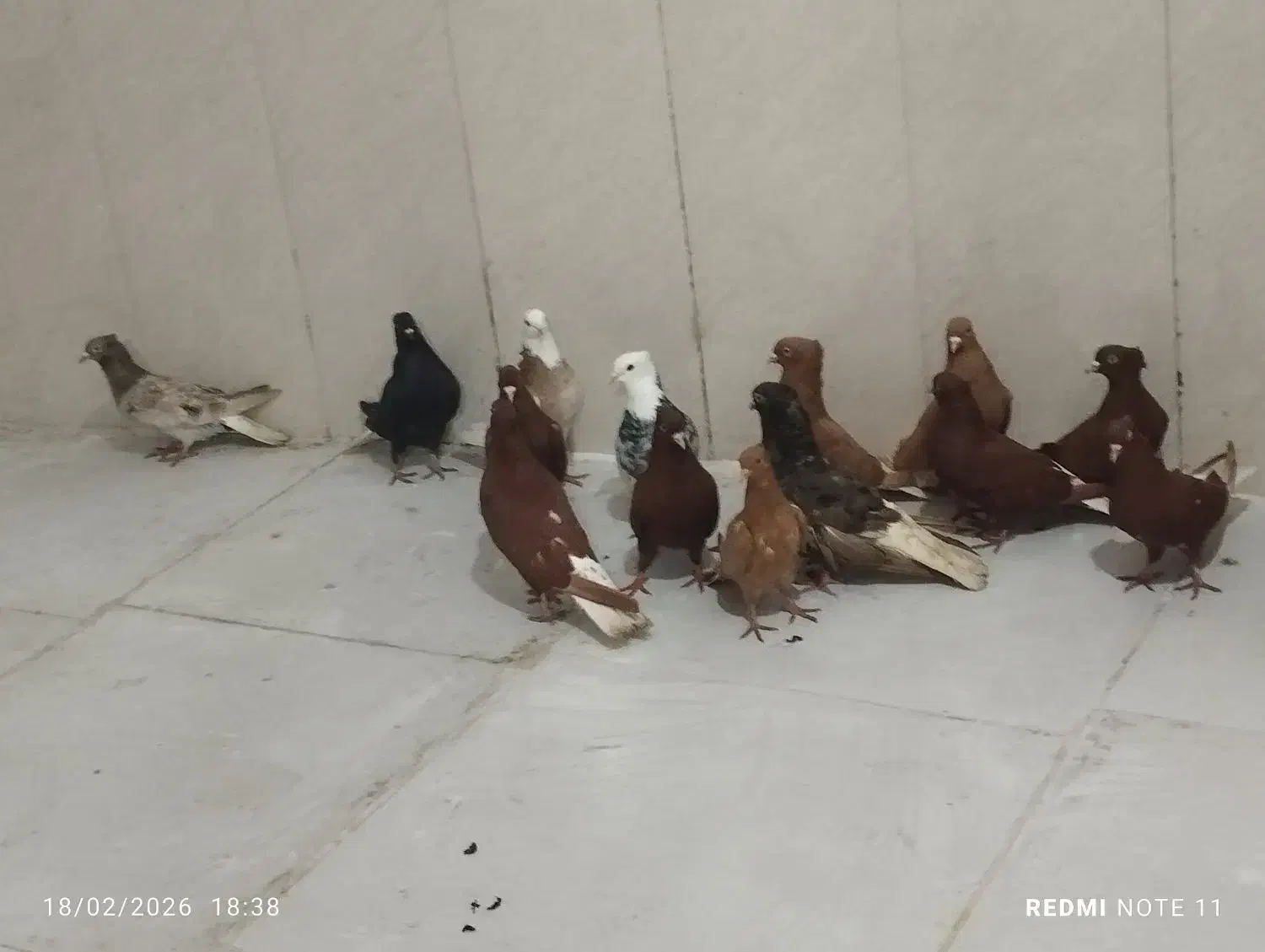 کبوتر رنگی|پرنده|شادگان, |دیوار