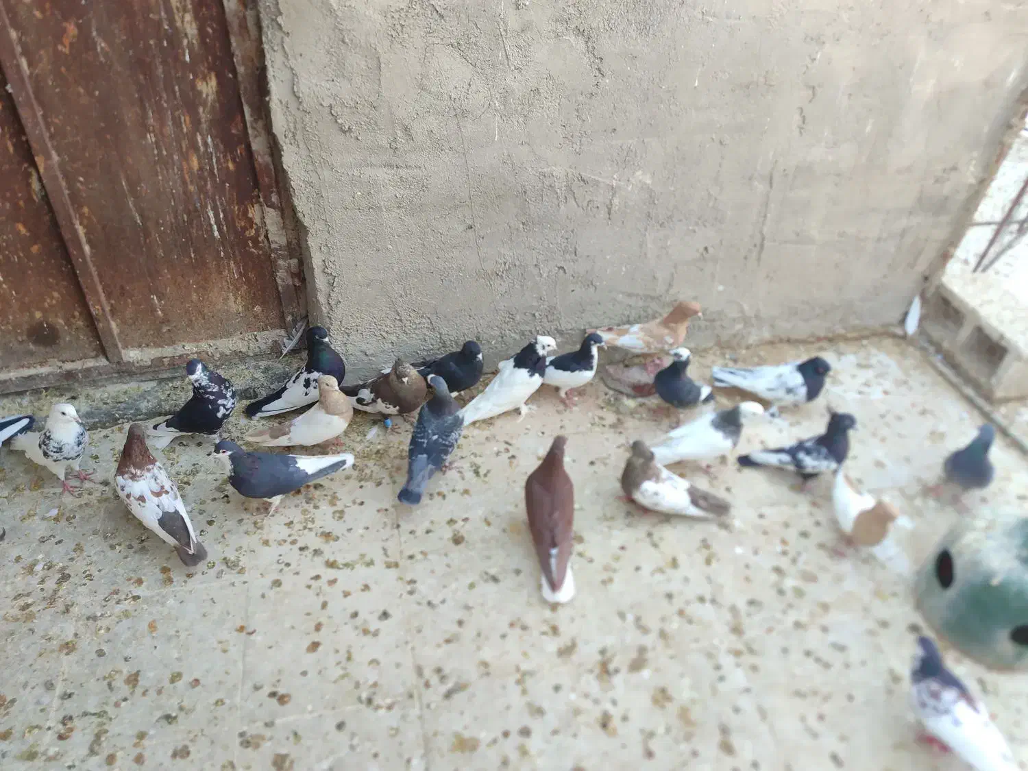 رنگی شهری پلاکی|پرنده|شیراز, جمال آباد|دیوار