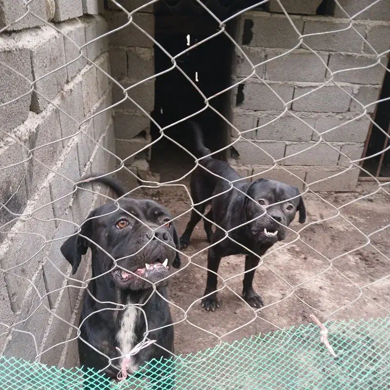 سگ پژدر ماده ی جفت امریکن بولی|سگ|علی‌آباد کتول, |دیوار