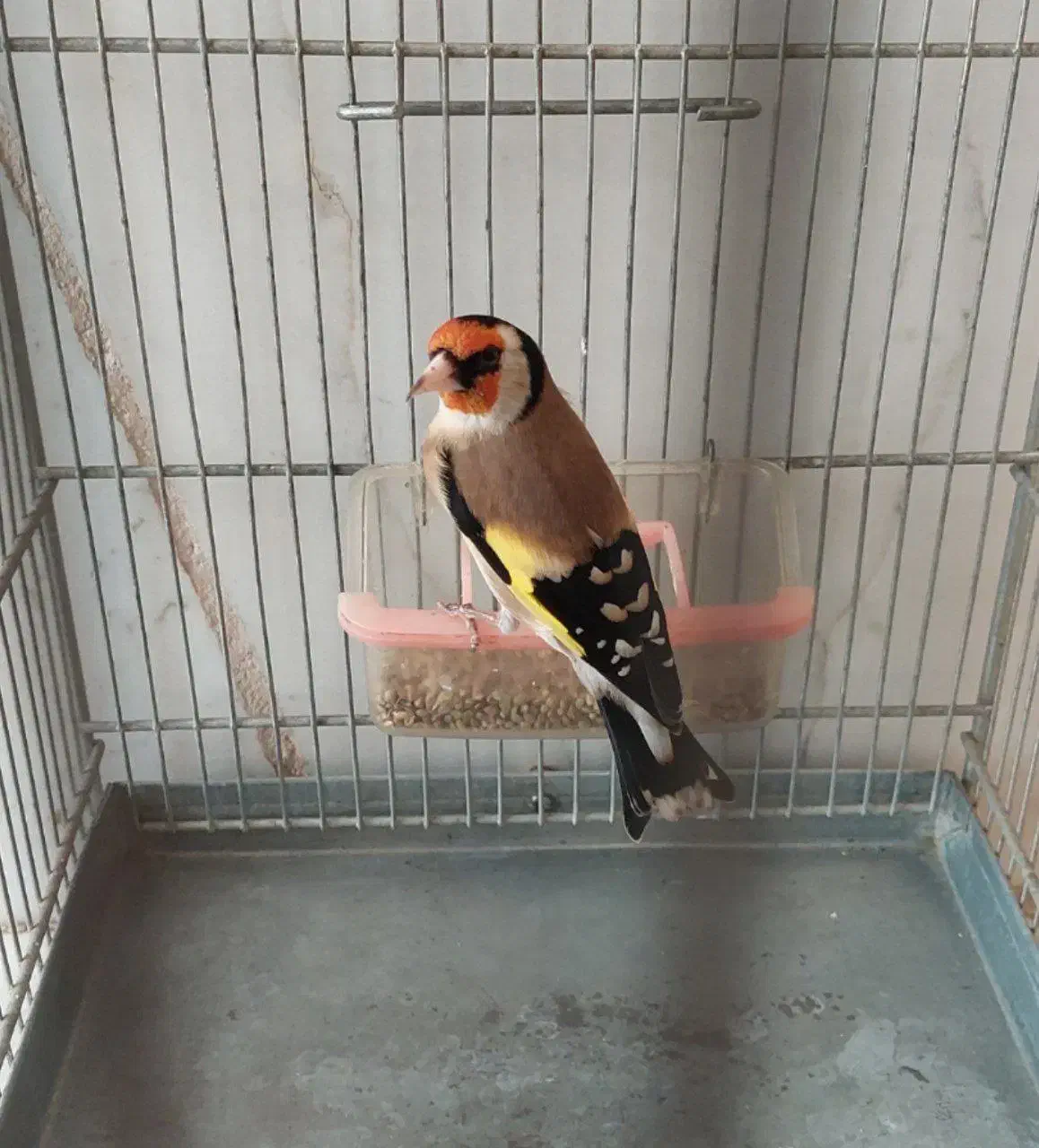 سهره|پرنده|سقز, |دیوار