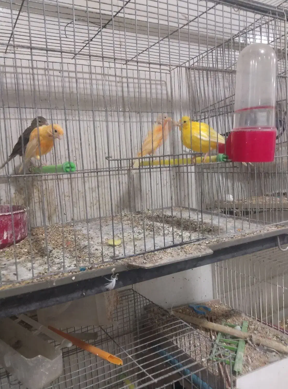 ۴عددقناری ۲۵۰۰مقطوع   آیهان|پرنده|خوی, |دیوار