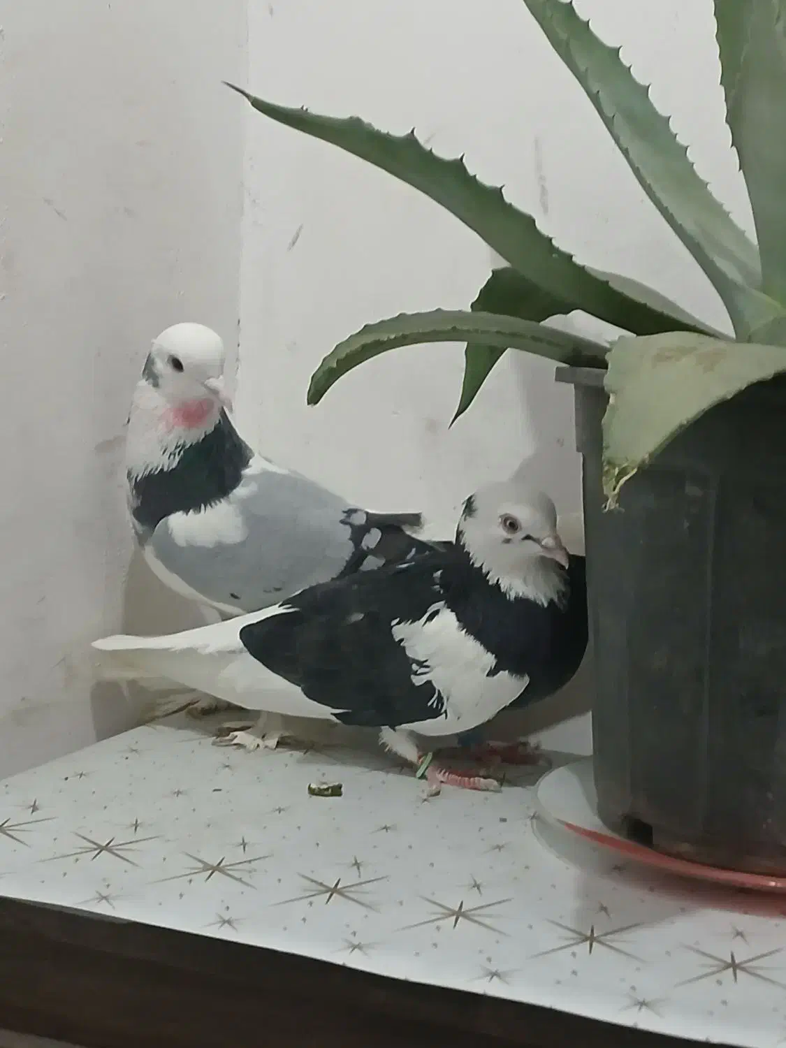 کفتر پرشی|پرنده|تهران, آهنگ|دیوار