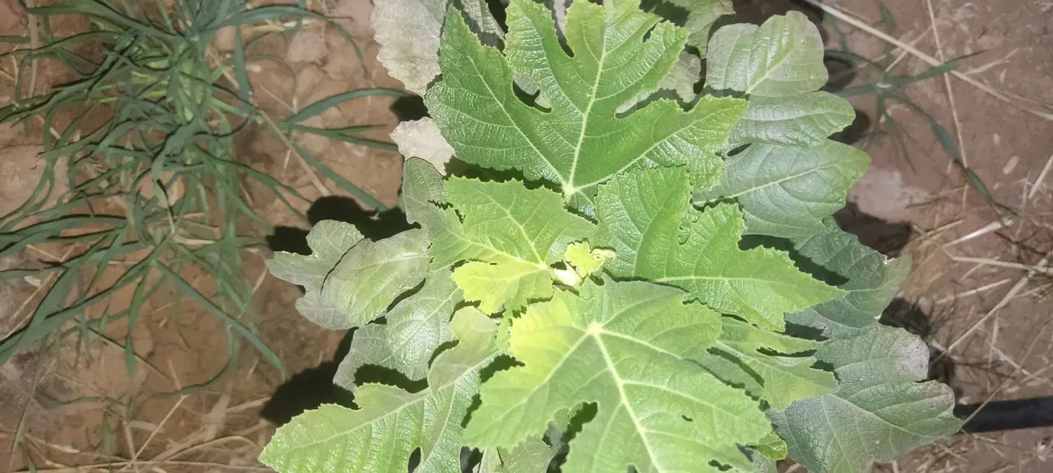 مشاوره در امور زراعی و باغی|خدمات باغبانی و درختکاری|شیراز, تندگویان|دیوار