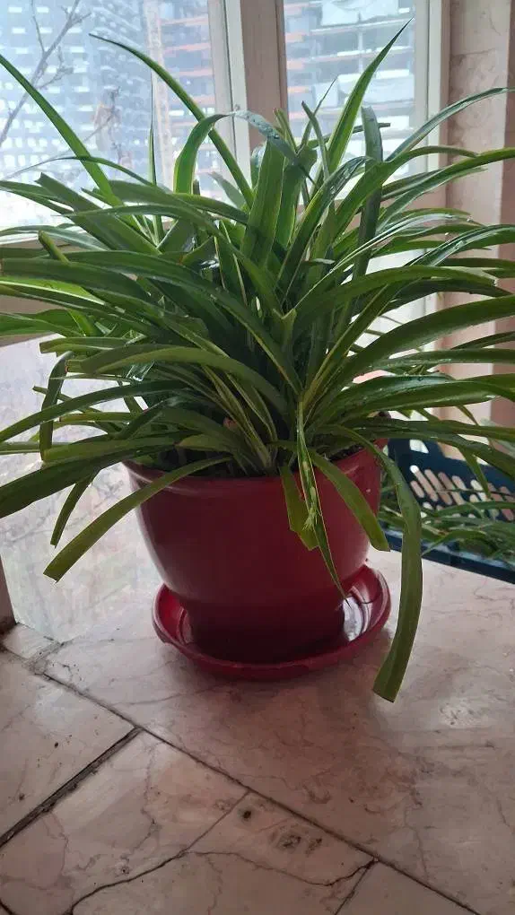 گلدون فروشی|گل و گیاه طبیعی|تهران, سوهانک|دیوار