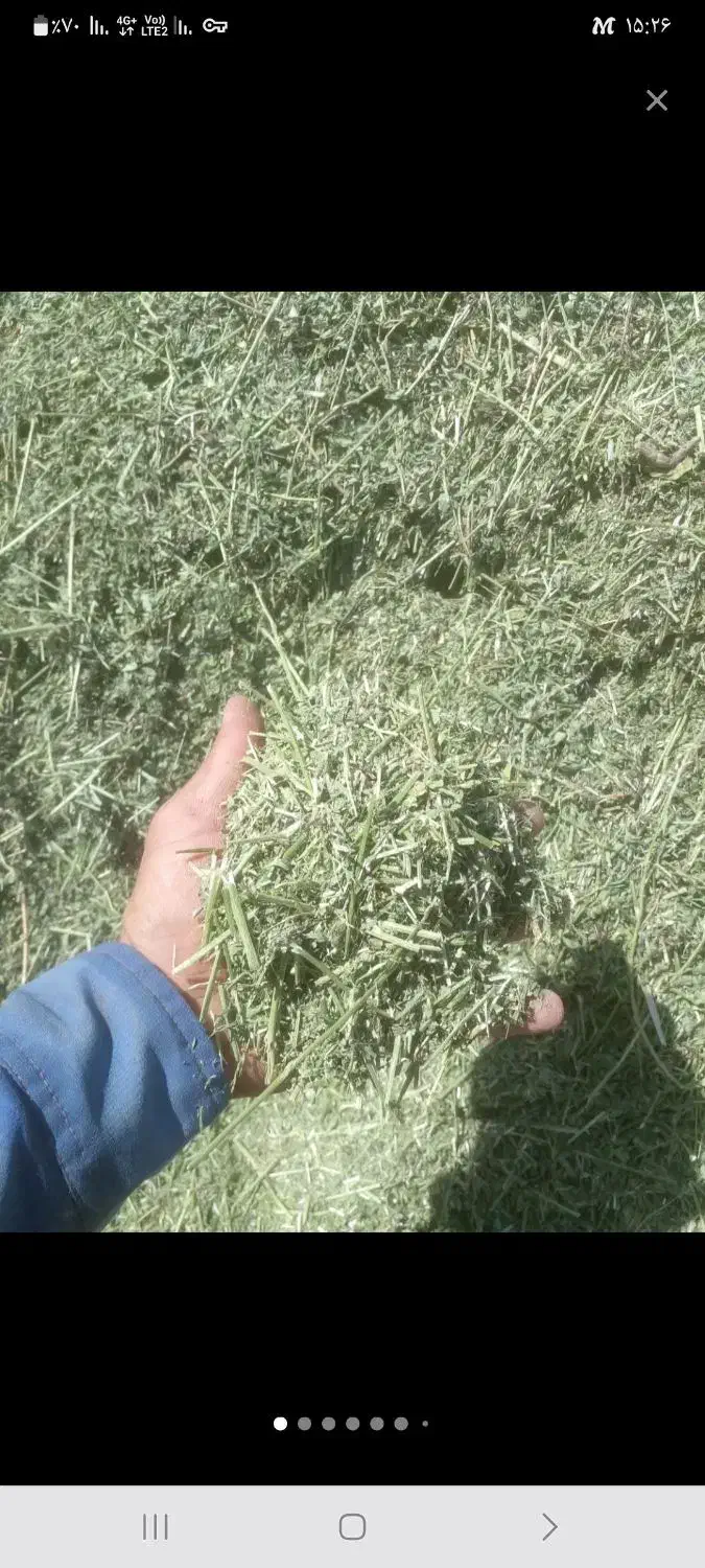 کاه یونجه|حیوانات مزرعه|بهمن صغاد, |دیوار