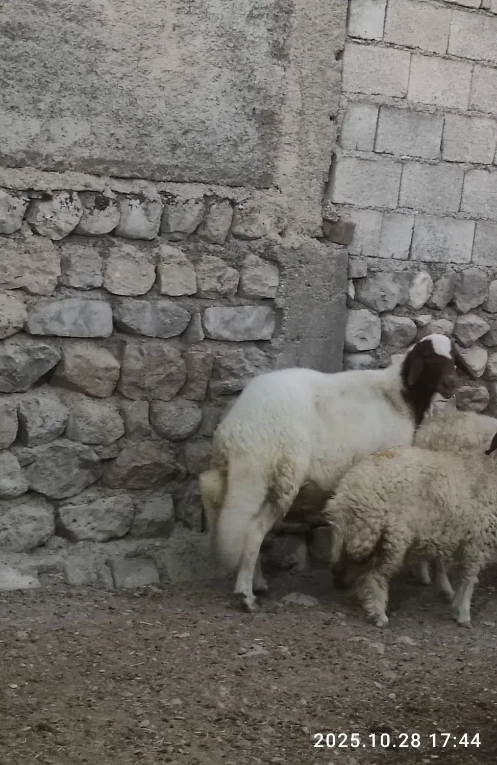 فروش شیشک قوچ سنجابی|حیوانات مزرعه|آبدانان, |دیوار