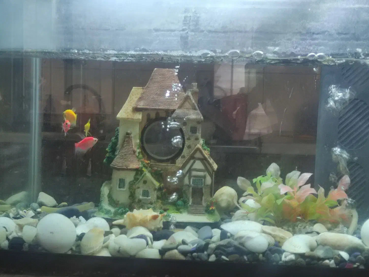 آکواریم با لوازم شیشه خم|ماهی|کاشان, قطب راوندی|دیوار