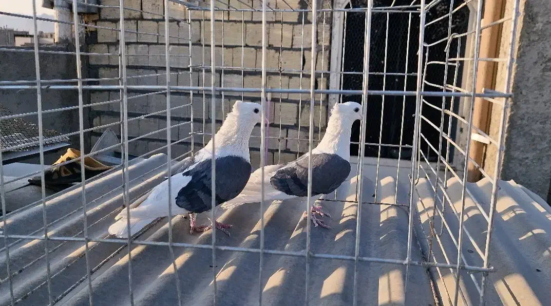 دوکت رنگی|پرنده|خمینیشهر, |دیوار