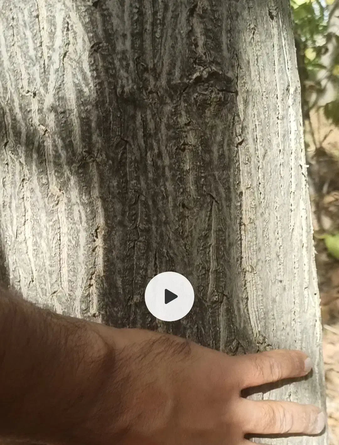 فروش چوب درخت گردو|خدمات باغبانی و درختکاری|بوکان, |دیوار