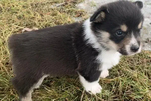 واگذاری سگ نژاد دار اشپیتز|سگ|قم, جمکران|دیوار