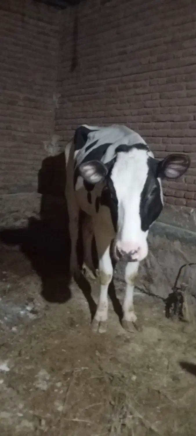 گاو ماده|حیوانات مزرعه|آذرشهر, |دیوار