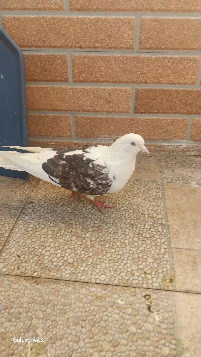 کفتر|پرنده|سیرجان, |دیوار