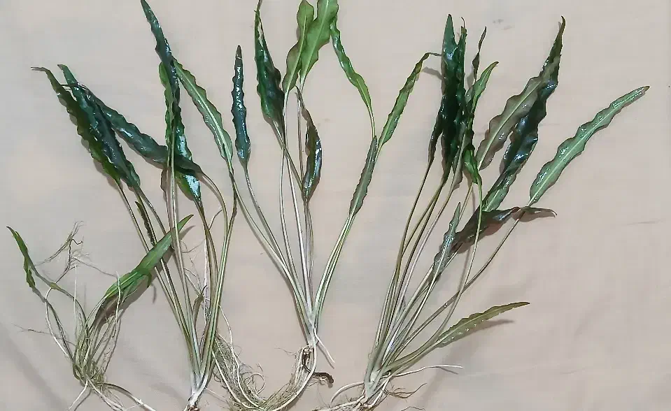 کریپتون|ماهی|مشهد, نیزه|دیوار