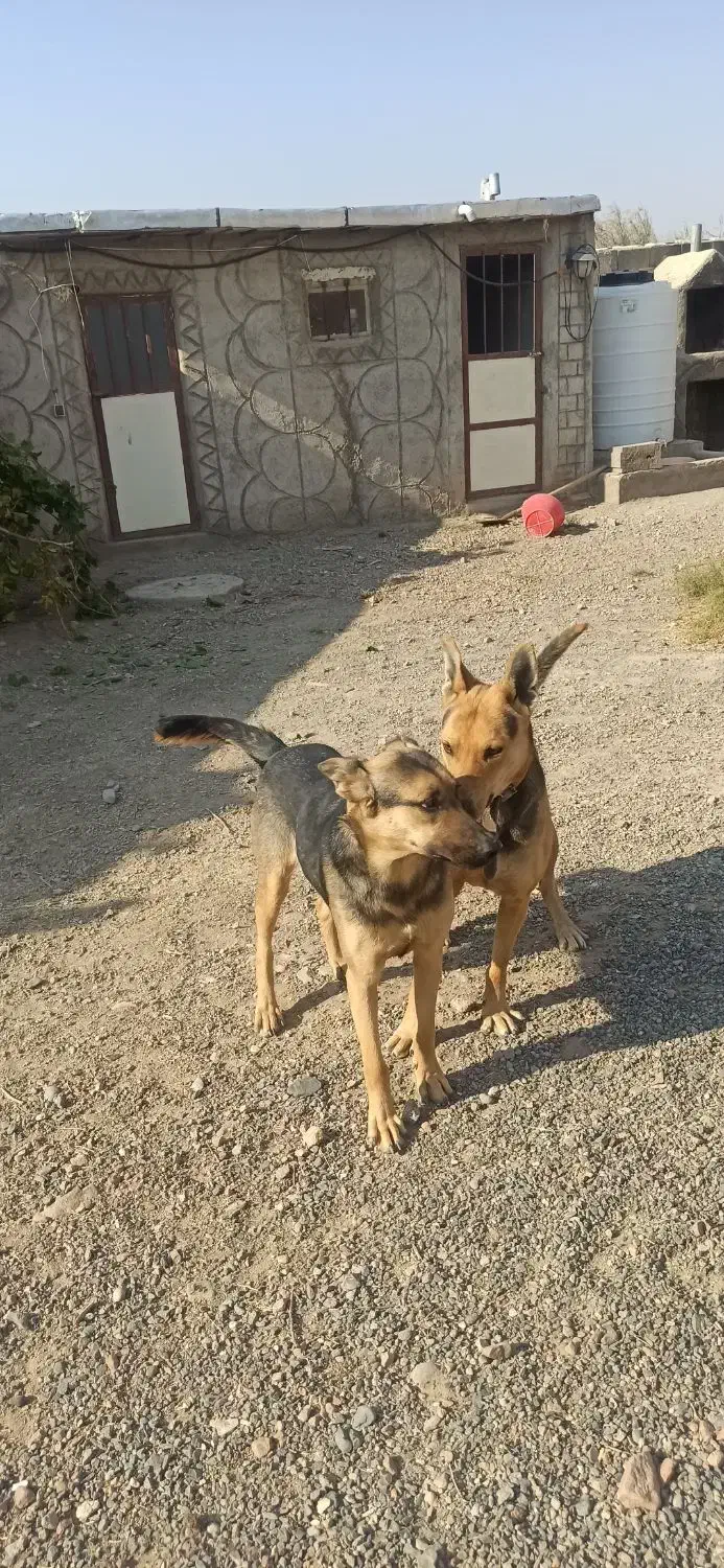 سگ ژرمن و گرگی|سگ|صوفیان, |دیوار