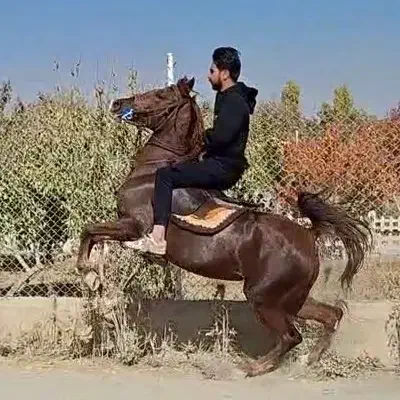 مادیان آس|اسب و تجهیزات اسبسواری|تهران, سنگلج (شاپور)|دیوار