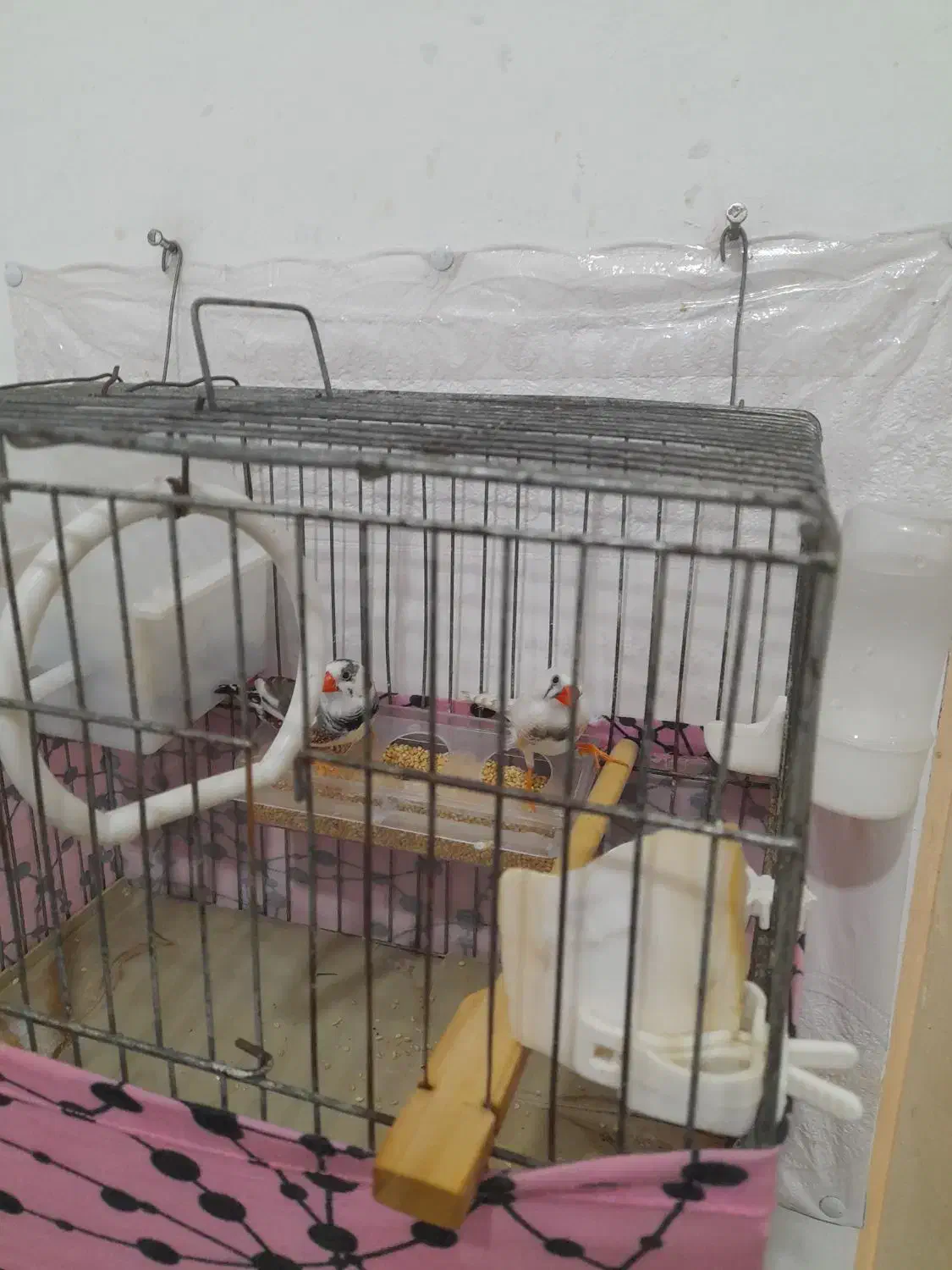 فنچ نروماده سرحال|پرنده|باوی, |دیوار