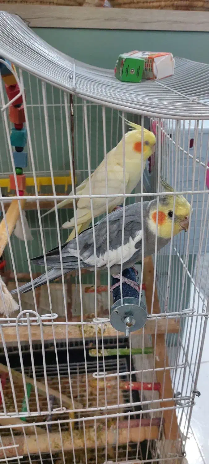 عروس هلندی|پرنده|گلستان (تهران), |دیوار