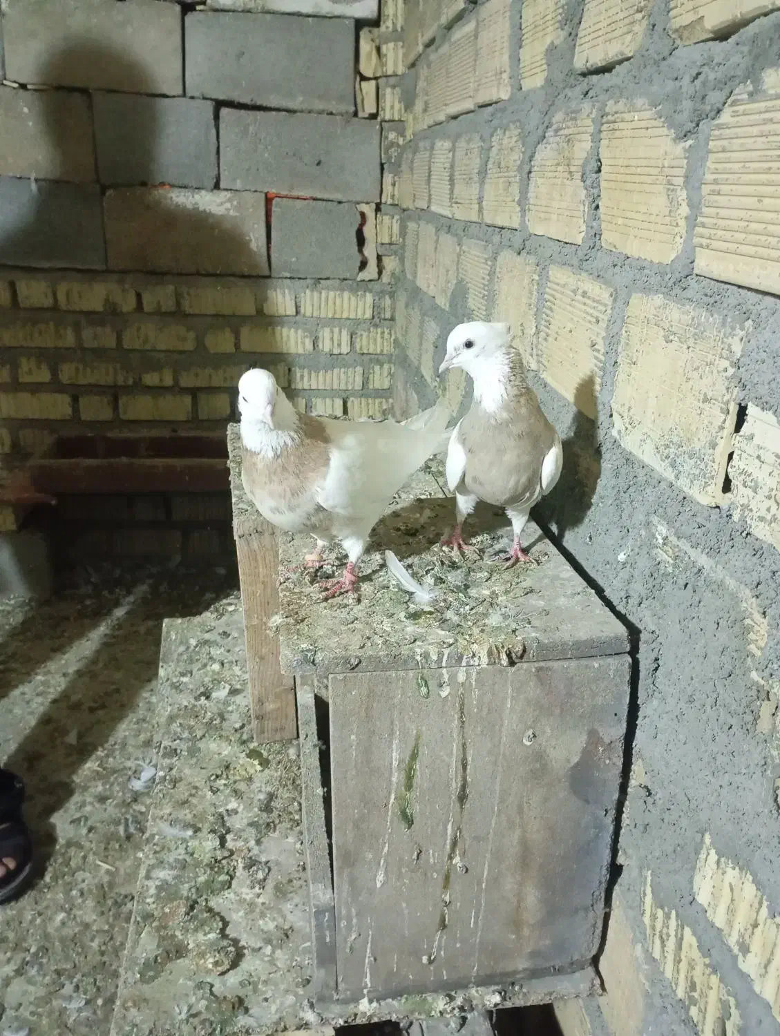 جفت آبی 2500جفت آجری 3تمن جفت لیمویی اجری 3تومان|پرنده|چرام, |دیوار