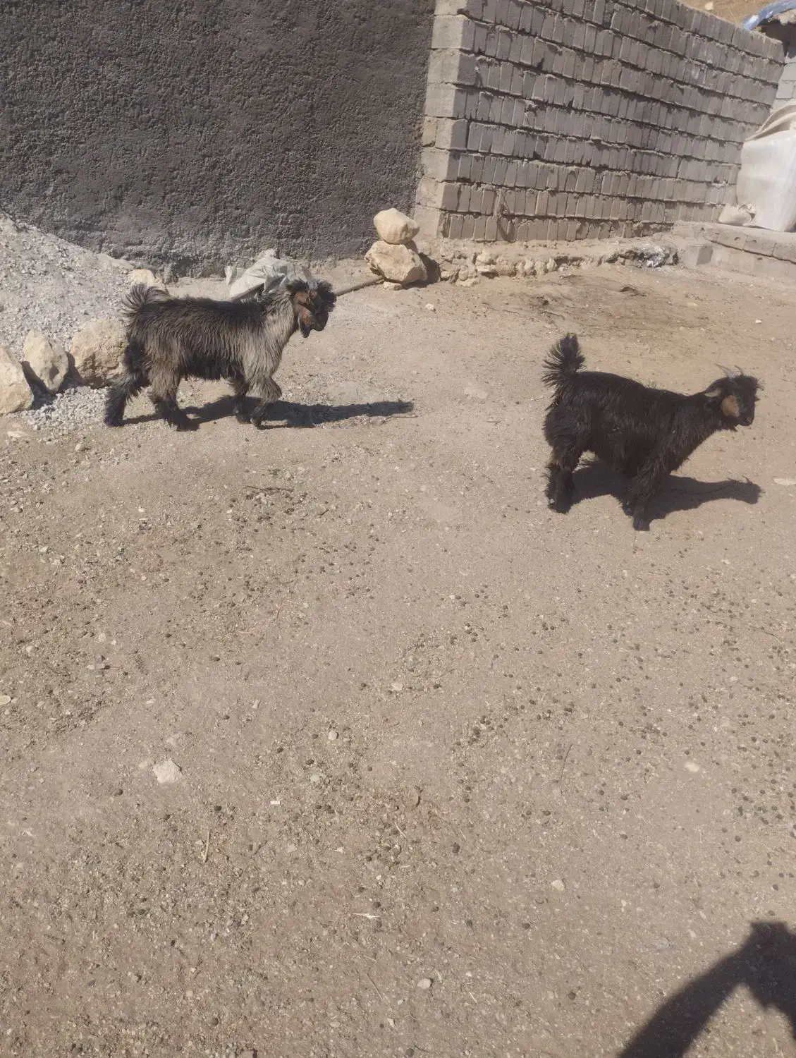 سه عدد بزغاله نر ریزه و سه عدد بز کشتی|حیوانات مزرعه|اردل, |دیوار