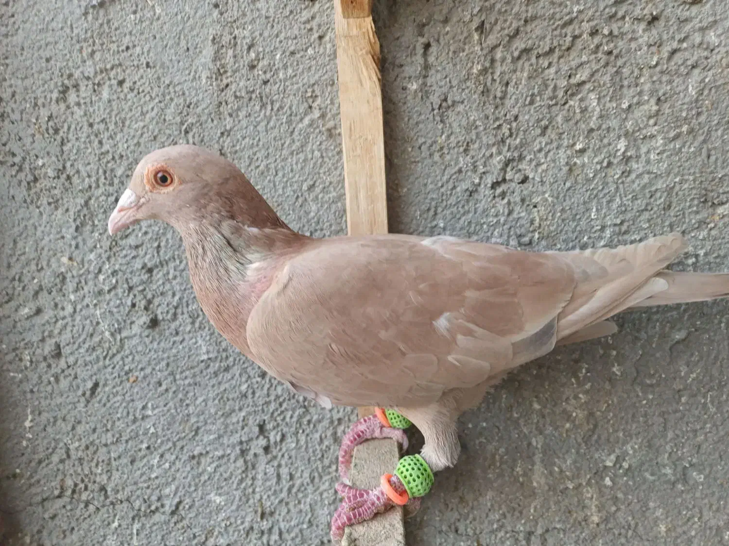 کفتر|پرنده|شیروان (خراسان), |دیوار