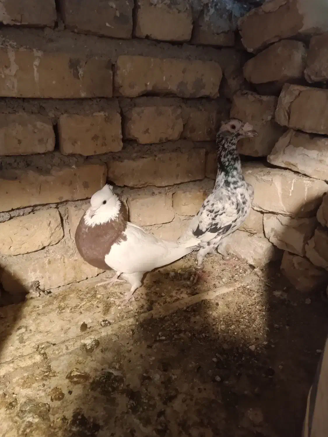 کفتر ماده طوقی و نر سار|پرنده|تربت‌حیدریه, منظر|دیوار