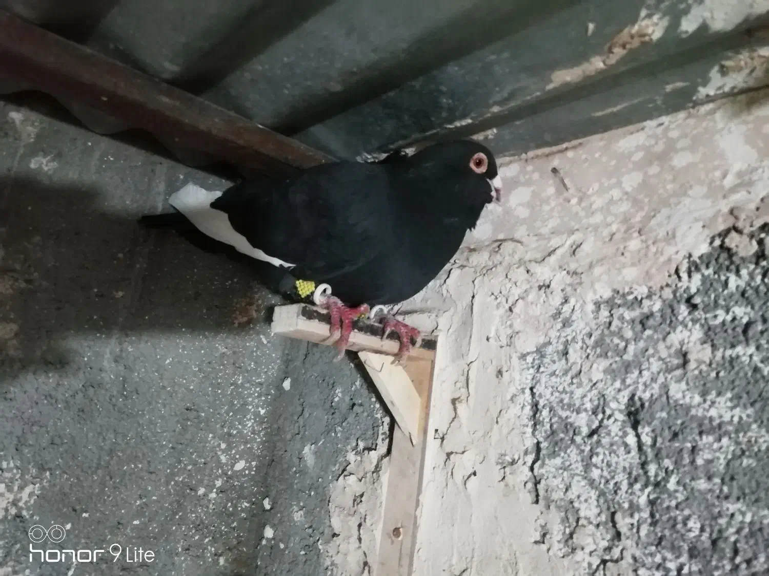 کفتر|پرنده|مشهد, الهیه|دیوار