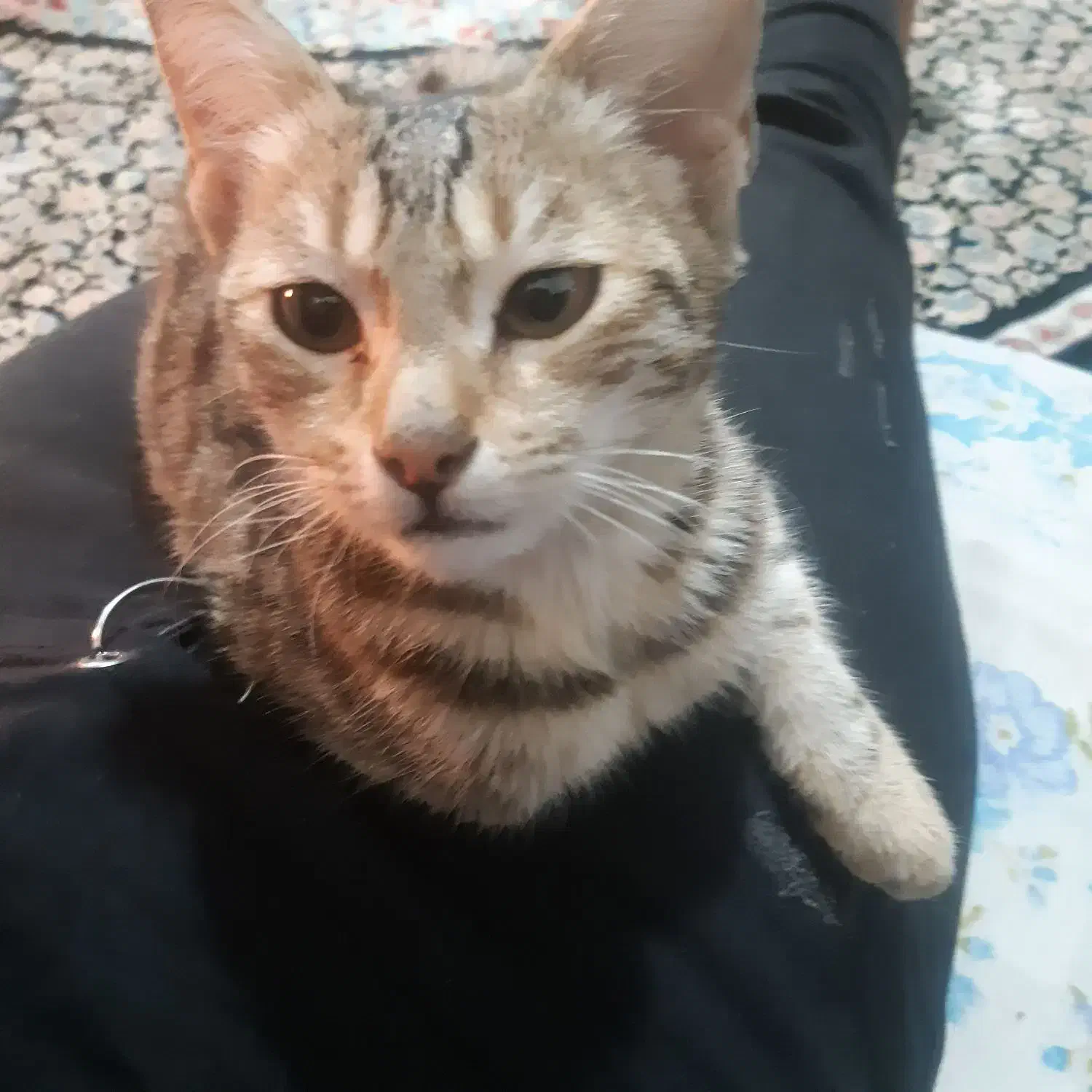 گربه کاملا اهلی وخونگی|گربه|گرگان, |دیوار