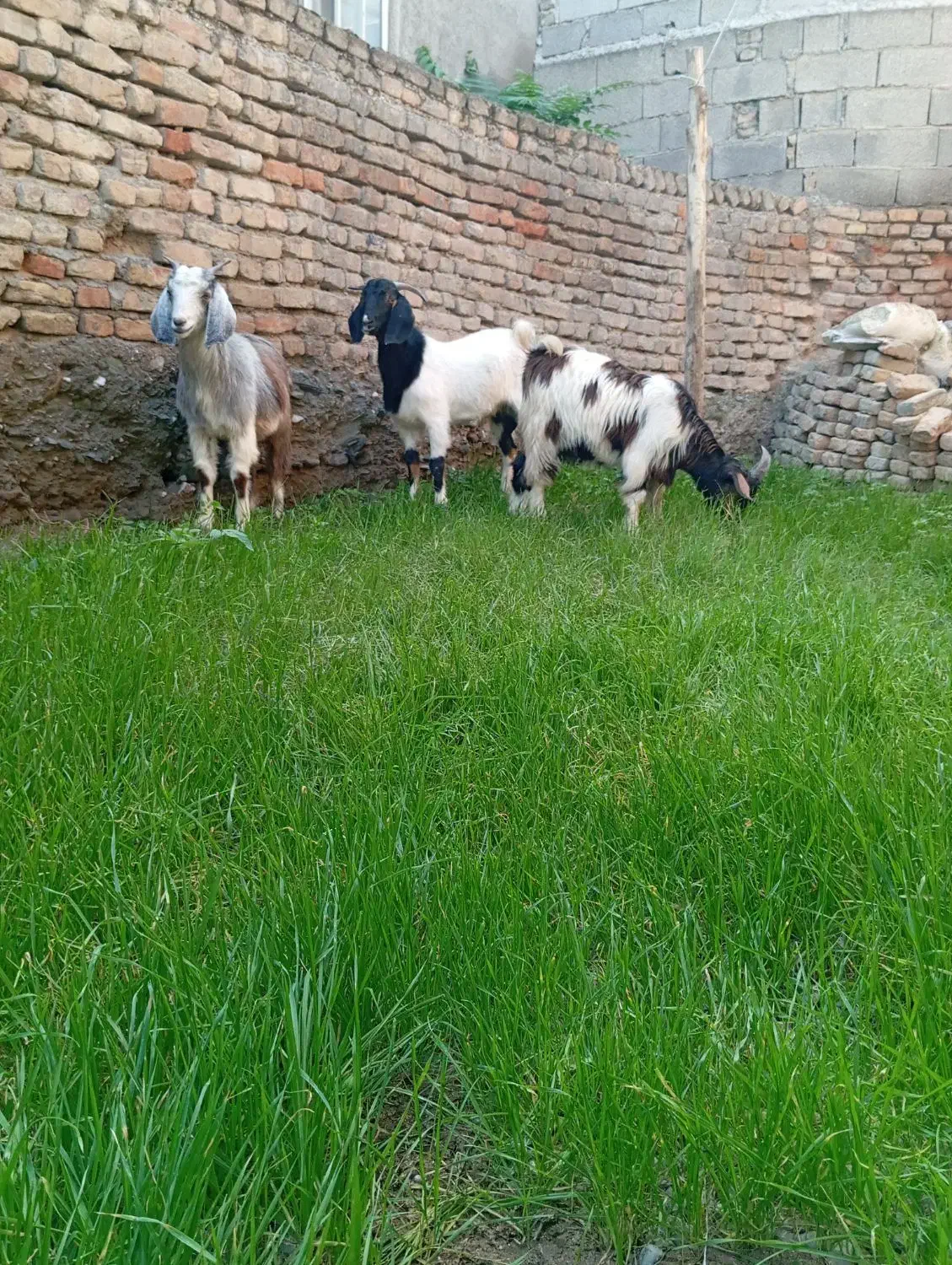 3عددبزغاله چاق خمیر2تانر1ماده باشماره زیرتماس بگیر|حیوانات مزرعه|سیجوال, |دیوار