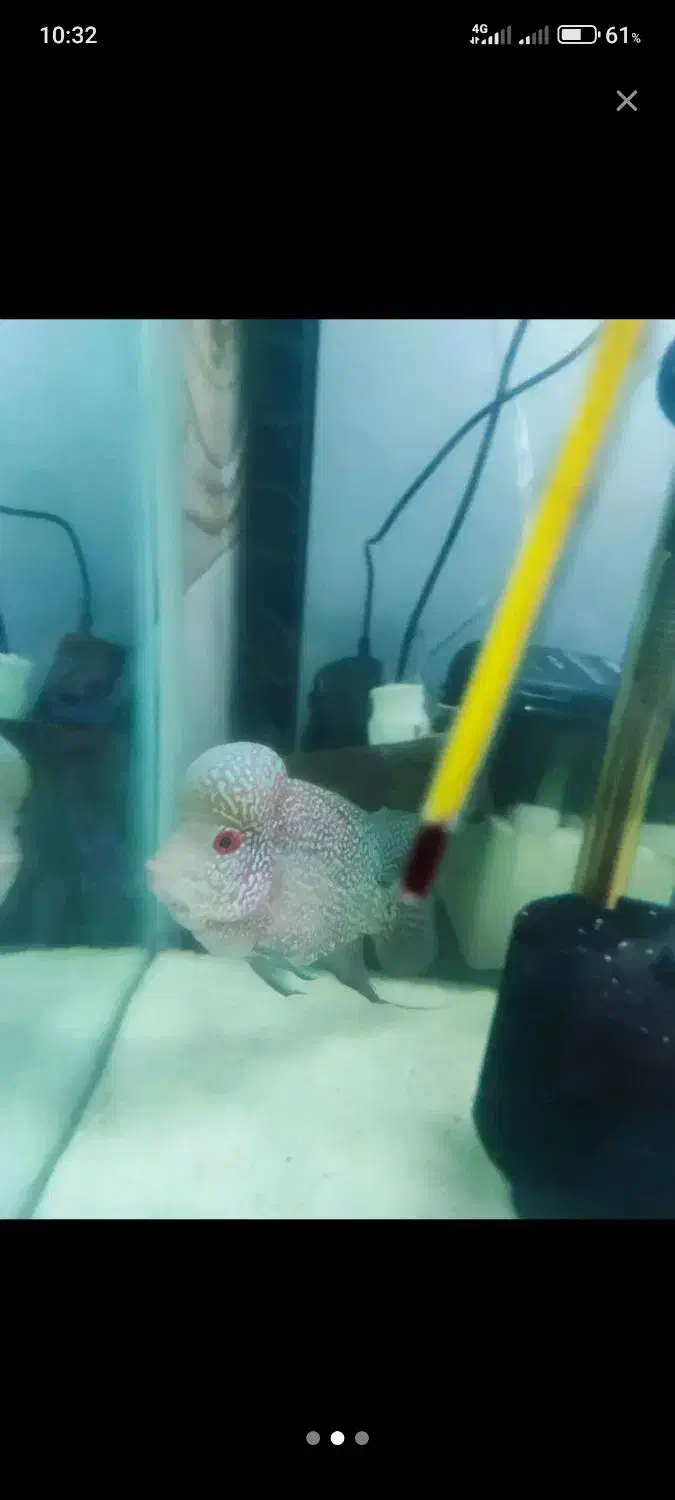 فلاور نر|ماهی|تبریز, |دیوار