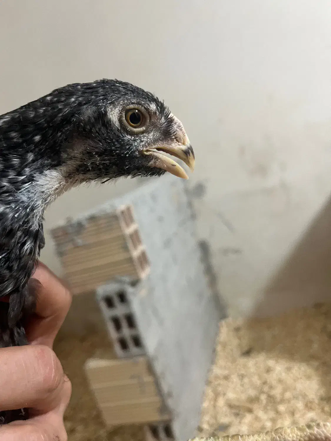 جوجه لاری هندی|حیوانات مزرعه|رشت, پل تالشان|دیوار