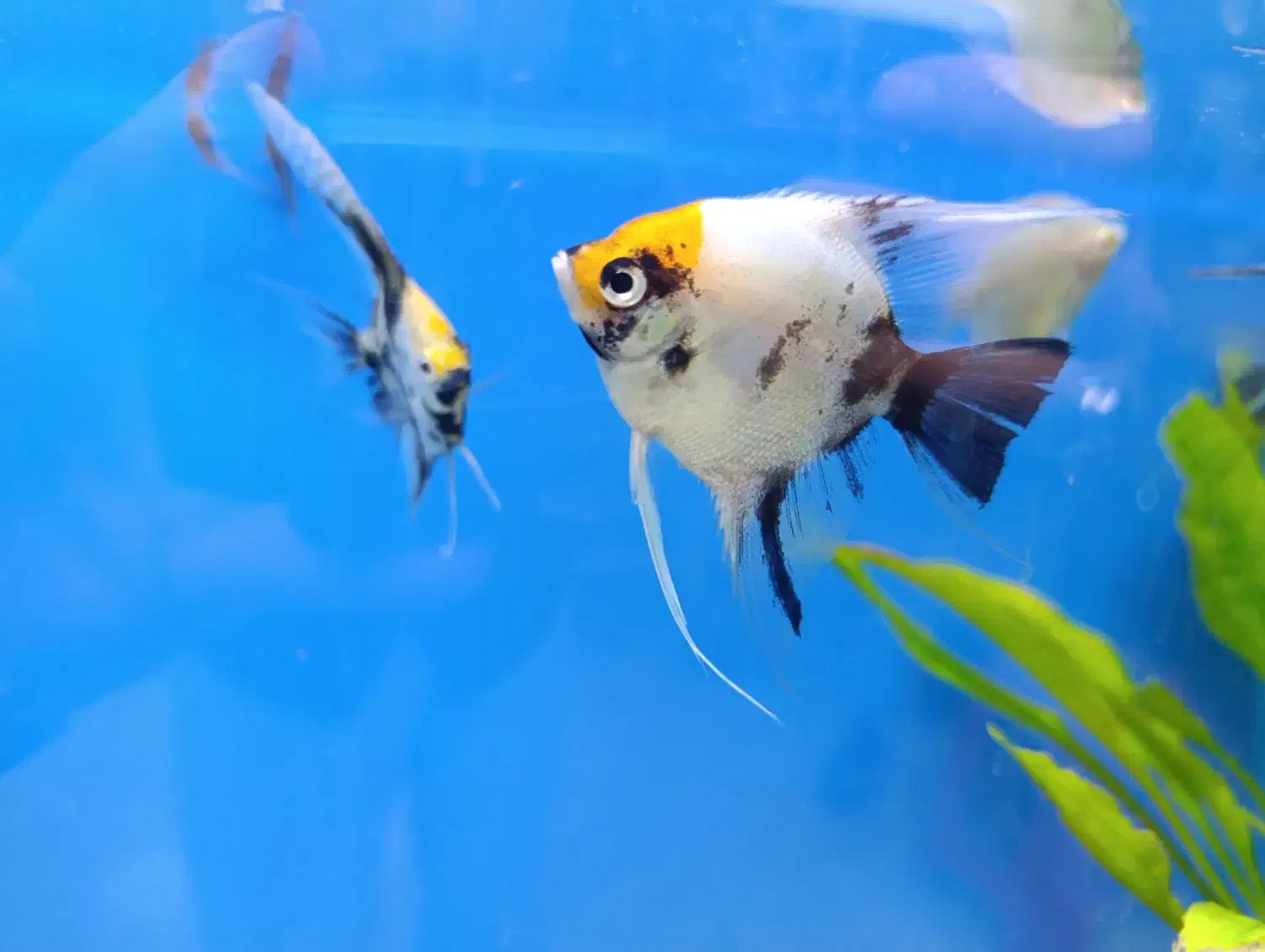 آکواریوم پرت فیش|ماهی|اهواز, ۲۴ متری|دیوار