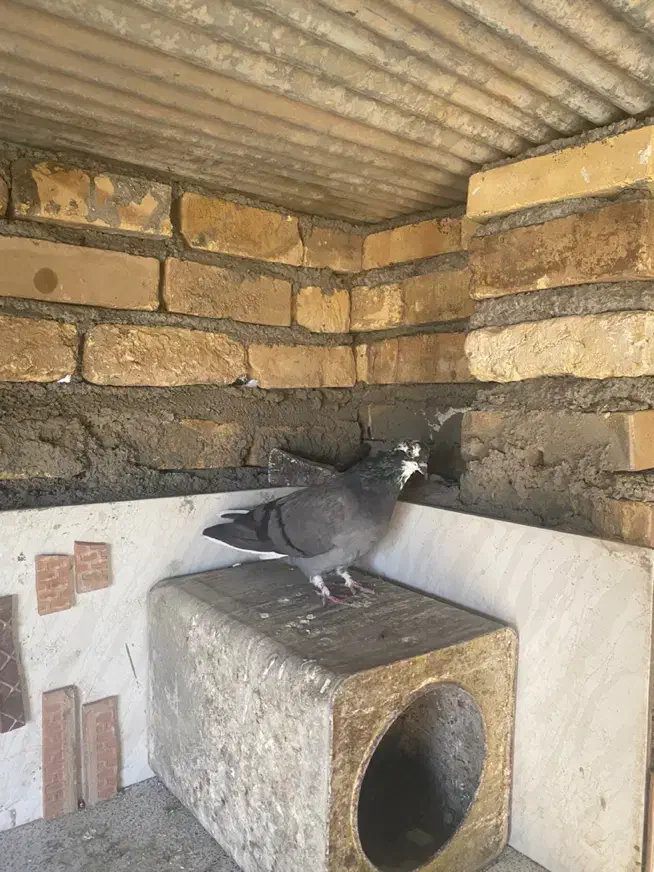 غریبگیری|پرنده|شاهرود, |دیوار