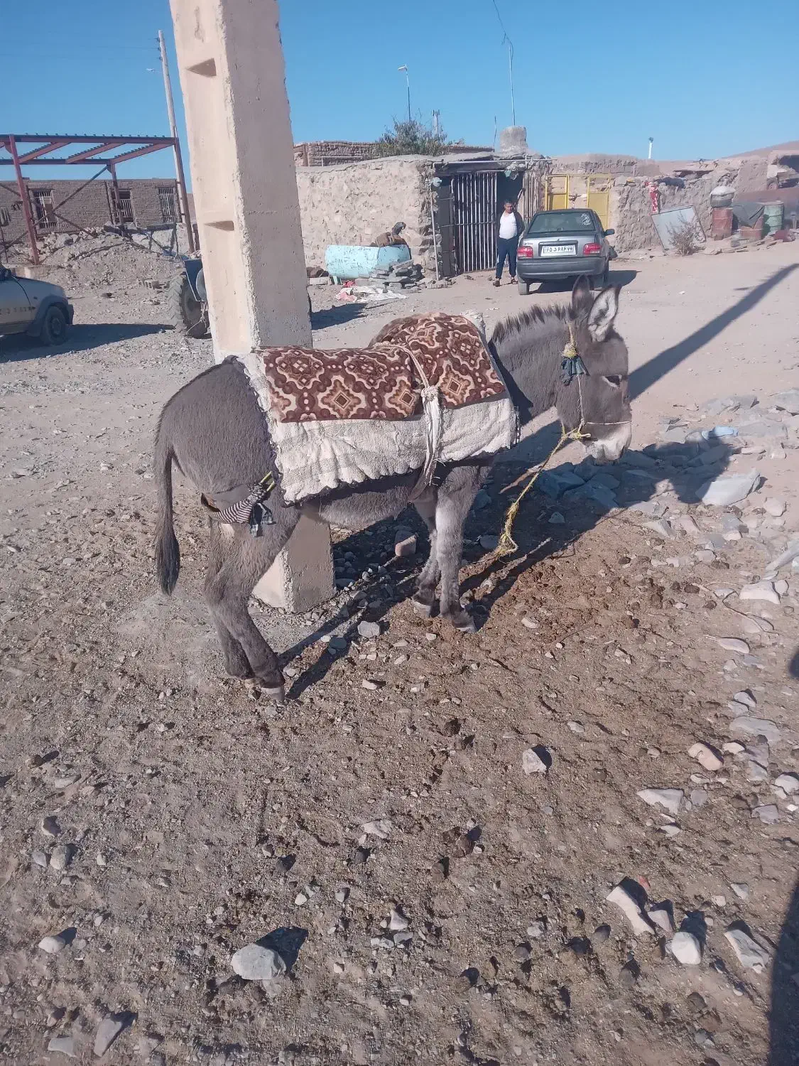 خر رمه ای|حیوانات مزرعه|درمیان, |دیوار