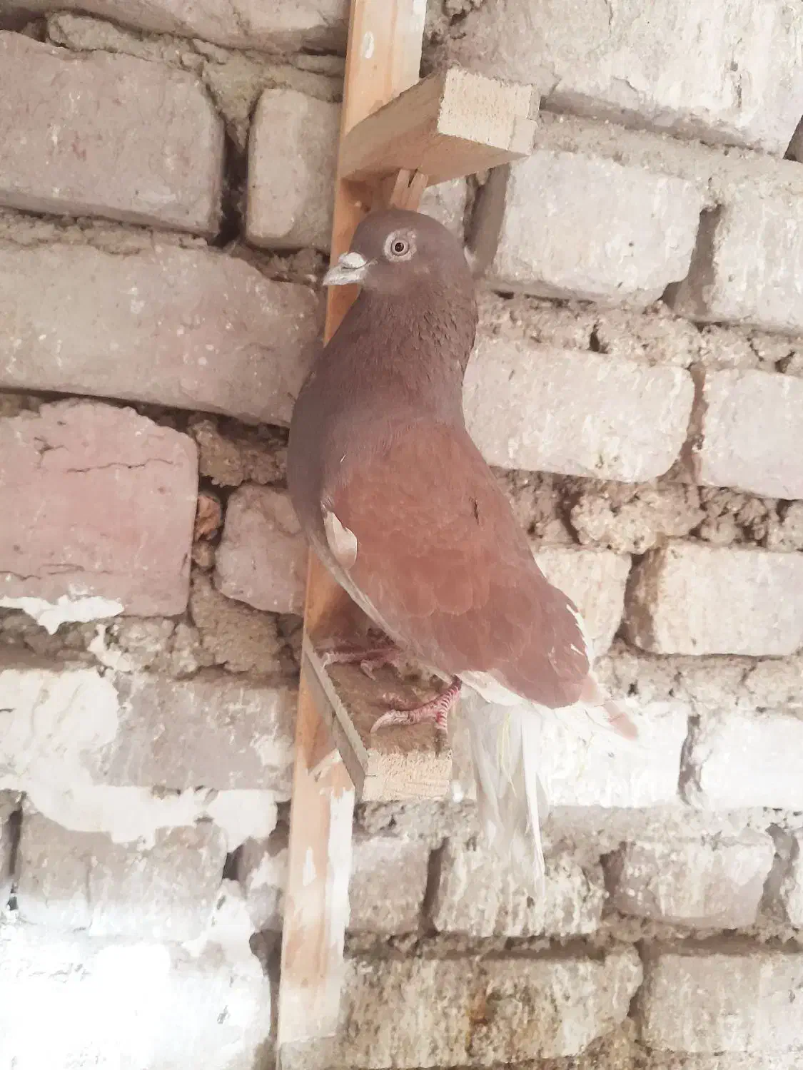 پرنده|پرنده|زاهدان, |دیوار
