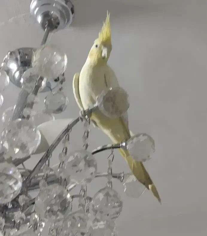 عروس هلندی|پرنده|پاکدشت, پاکدشت (مامازند)|دیوار