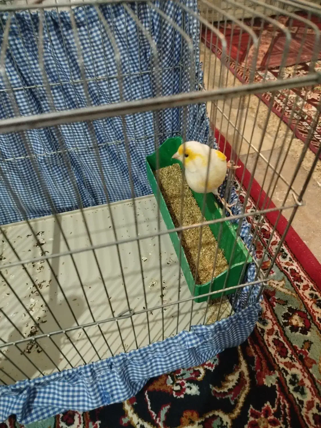 قناری نر|پرنده|شیراز, سعدیه جنوبی|دیوار