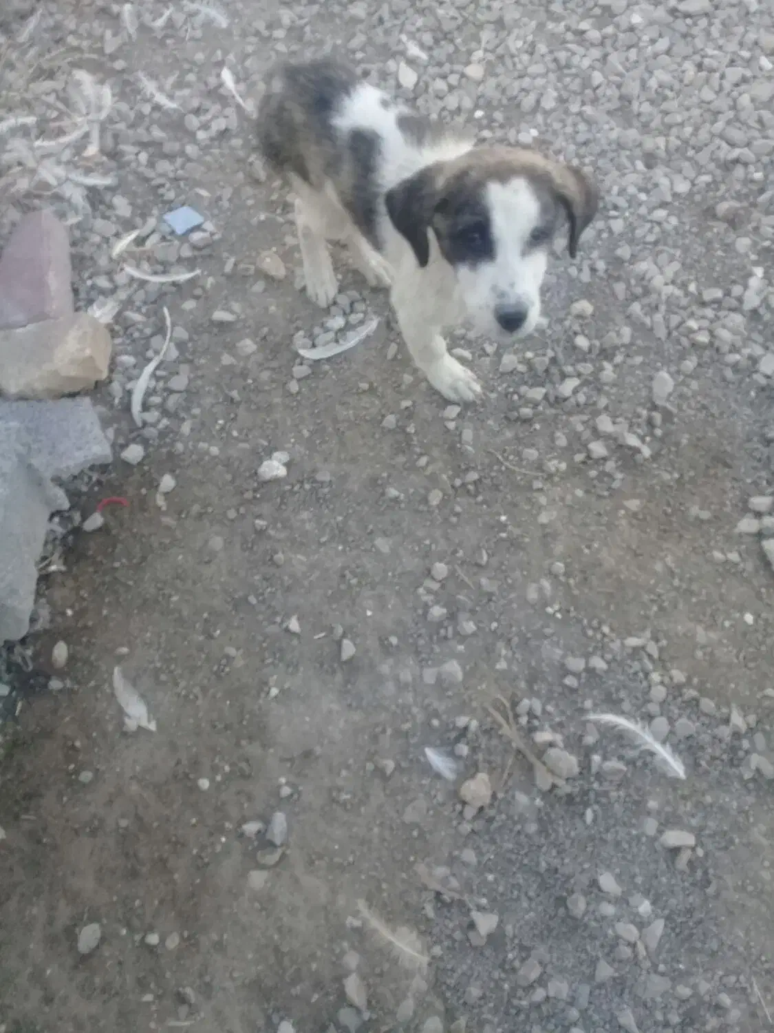 واگذاری چند عدد تو ل ه سگ|سگ|کرمانشاه, |دیوار