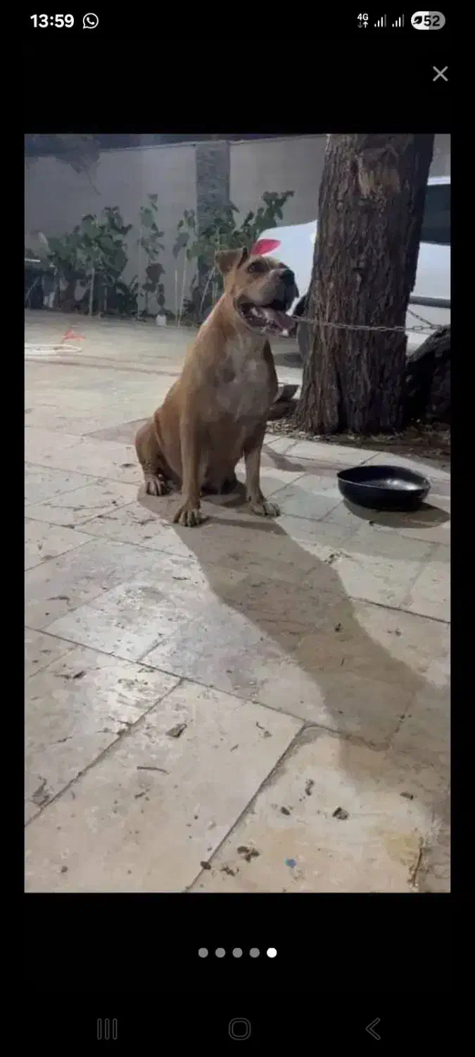 سگ پیتبول|سگ|تهران, جیحون|دیوار