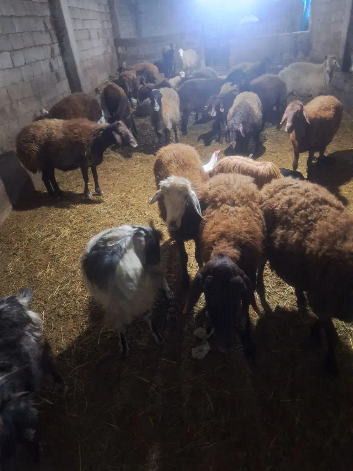 گوسفند آبستن سنگین و بره دار|حیوانات مزرعه|سراب, |دیوار