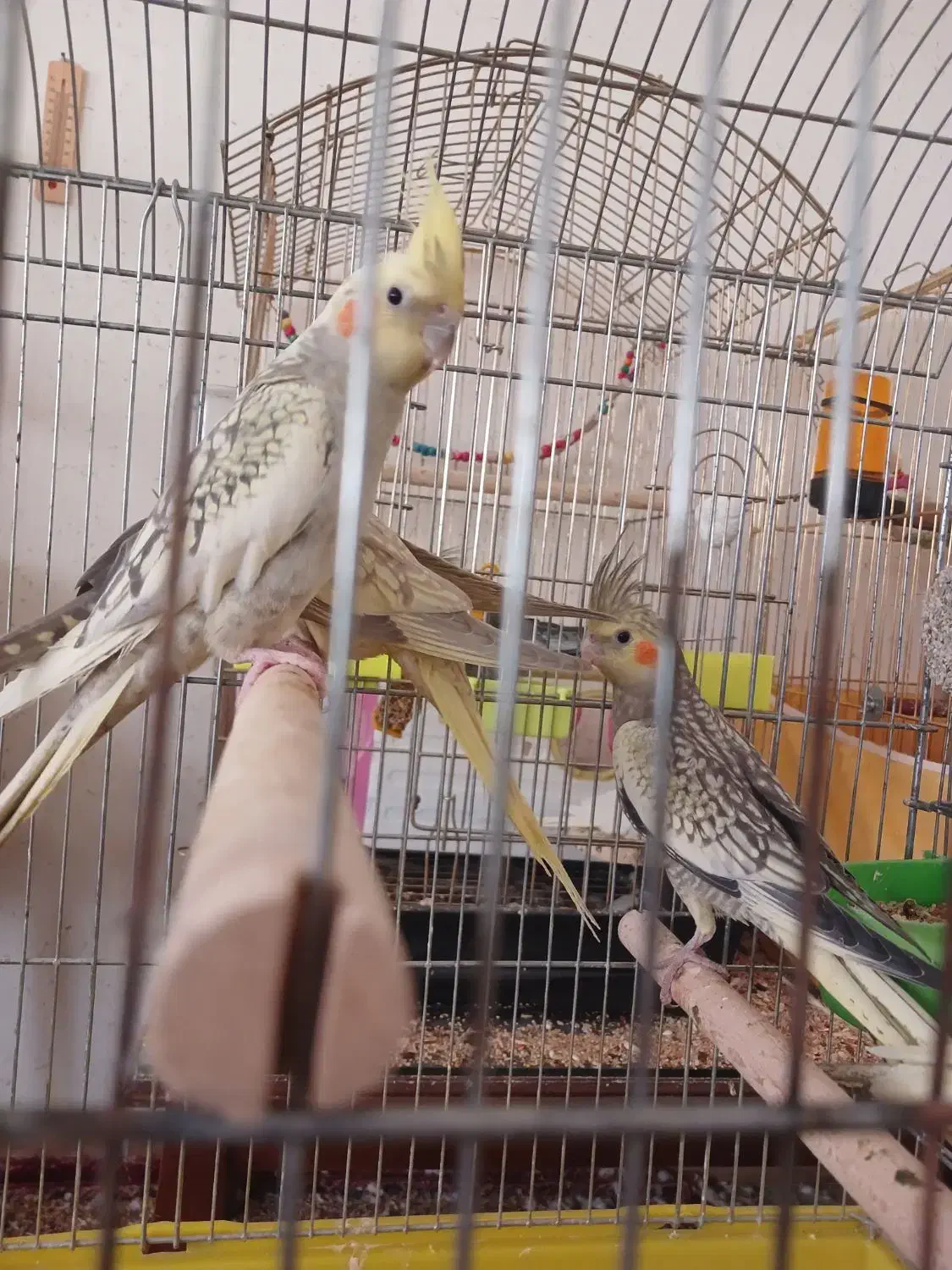 عروس هلندی گلباقالی ،مرواریدی،ابلغ|پرنده|همدان, |دیوار